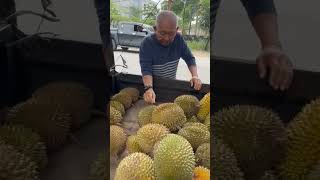 Durian pekan baru bos