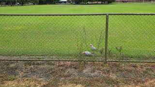 Pink and grey cockatoo or rose-breasted cockatoo, Perth, Australia