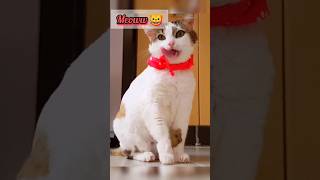 Cute Kitten 🐈🐾 | Cute Cat Reactions 🥰 #cat #kitten