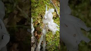 Ghost Pipe by Devils Rock