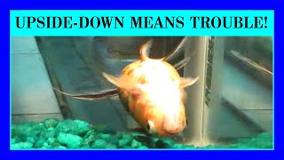 Episode 52 - Fish Swimming Upside-Down?  Swim Bladder Problems in Aquarium and Pond Fish.