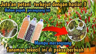 Di luar Dugaan para petani ! 3  poc ini bahanya  lebih kuat merangsang bunga dan buah semua tanaman