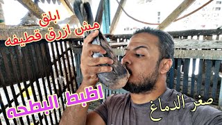 الضحك على العقول😔بالصور وتعالى نشوف الحمام 🔥🕊️#pigeon