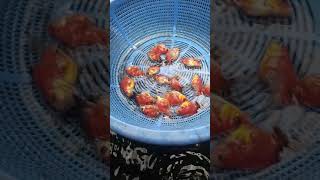 Calico oranda goldfish baby