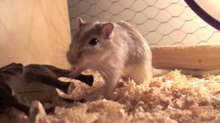 Slow Motion with gerbils [wheel HD 1080p]