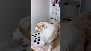 Talking dog tells over he wants outside later  #flambothedog #fluentpet