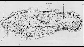 "The Speedboat of the Microscopic World: Paramecium "