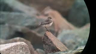 Nunnestenskvätta/Pied Wheatear, (Oenanthe pleschanka).