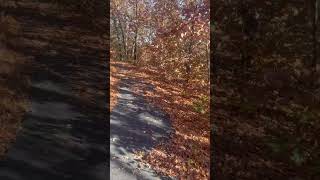 Childers Trail in Keystone Ancient Forest! #sign #leaves #tree