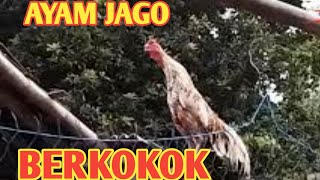 AYAM BERKOKOK DI PAGI HARI