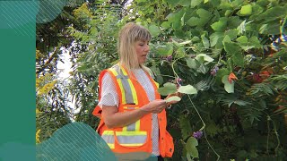 Drone’s eye view: on the lookout for kudzu