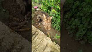 burung vs kucing #shorts #challenge #burung