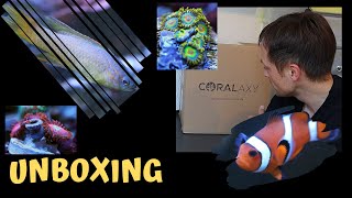 Meerwasser Nachzuchtfische und Korallen - Unboxing CORALAXY