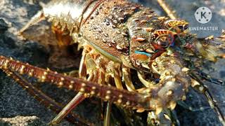 LOBSTER SEPERTI INI NAMANYA UDANG PASIR HIJAU YANG MEMILIKI PROTEIN YANG SANGAT TINGGI