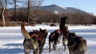 Sled dog in Terelj