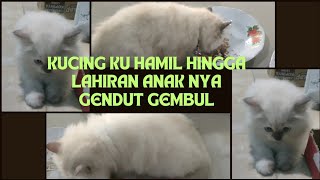 KUCING KU HAMIL HINGGA LAHIRAN, ANAK NYA GENDUT GEMBUL