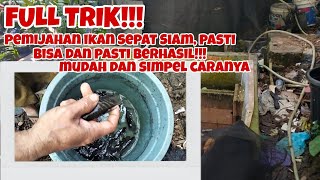 PEMIJAHAN IKAN SEPAT SIAM, TEPAT CARANYA, PASTI USAHA TIDAK AKAN MENGKHIANATI HASIL!!!