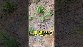 긴 추석연휴 라엘의 숲 주차장에 산림텃밭을 만들었습니다  #라엘의숲 #산림정원 #산림텃밭