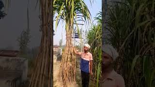 काले भाई गन्ना कैसा लग रहा है यो #agriculture #kisan #farmer #ganna #sugarcanevariety