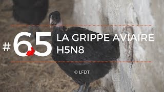 LA GRIPPE AVIAIRE H5N8 │LFDT #65