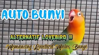 suara lovebird fighter ngekek panjang || Lovebird gacor dan ngekek panjang