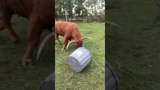 funny bull 😅 #bigbull #funny #cow #farming #shorts