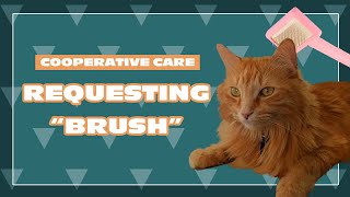 Requesting "Brush" | Cooperative Care with Justin