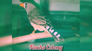 Finches Colony live | Finches ka setup #birds #finches