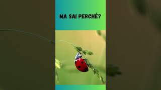 La Magia delle Coccinelle   #shorts #Coccinelle #Fortuna #Portafortuna #CuriositàAnimali #BuonaSorte