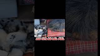 ang cute ng mga pusa #shortvideo #shorts