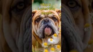 Top 5 Laziest Dog Breeds #shorts #lazydogs #dogbreed