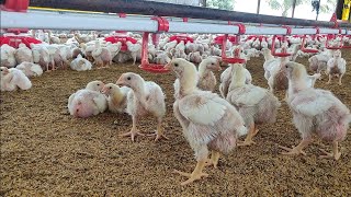 Day 14 - Vaccination at Poultry Farm चूजों का टीकाकरण करने का सही तरीका | ब्रॉयलर कोंबड्यांचे लसीकरण