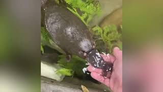 Saving injured platypus and giving them a second chance at life | Animal rescue compilation