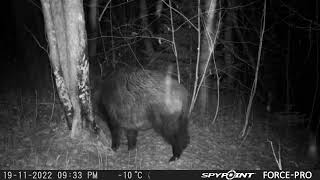 Really Fat Hog in Winter Time/Mežacūkas kasās