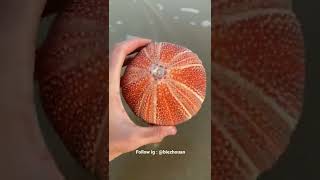 HEWAN NYA KOK GITU⁉️⁉️😱😱 #viral #shortvideo