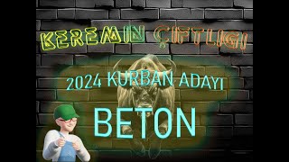 Keremin Çiftliği 2024 Kurbanlık Büyükbaş Beton - SATILDI