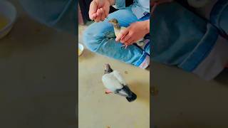 Pigeon training #shorts #viral #pigeon #nafeespigeon