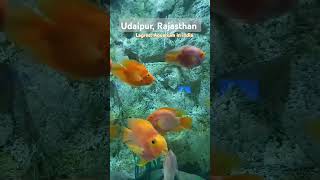 Udaipur Fish Aquarium #udaipur #youtubeshorts #fishingvideo