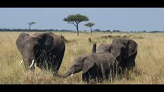 BIG FAMILY OF ELEPHANTS MASAI MARA KENYA