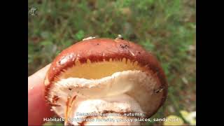 Suillus luteus. Champimaginatis. English Text.