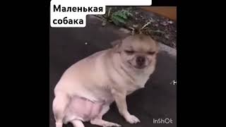 Маленькая я собака #voiceeffects #мем #cat