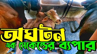 খামারের সব গরুর আপডেট || অনেক বড় একসিডেন্ট থেকে আল্লাহ রক্ষা করল || Purbasha Agro