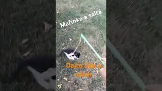 Mafinka a saltá #kitten #shorts