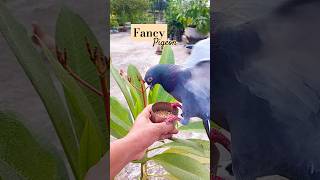 Fancy pigeon short video #pigeon #shorts #fancy