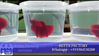 Bettas for sale