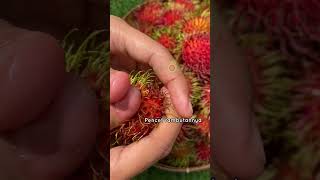 Tips buka kulit rambutan #avocadomakassar #buah #makassar #rambutan #makansehat #buahbuahan