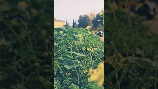 #flores #silvestres y #yerbas #medicinales. ##cordoba #andalucia #españa