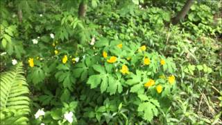 My wildflowers part 1 2012. The woodland spring ephemerals.