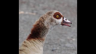 4K Haubentaucher +2 Küken +  Nilgans_familie #Vogelbeobachtung Great Crested Grebe _ Egyptian Goose