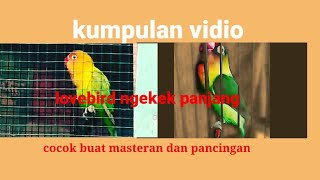 lovebird ngekek panjang Cocok buat pancingan dan masteran